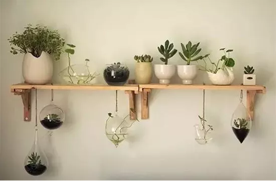 綠植丨每個家庭都需要點綴一些綠植! 綠植丨每個家庭都需要點綴一些綠植!