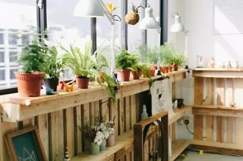 綠植丨每個家庭都需要點綴一些綠植! 綠植丨每個家庭都需要點綴一些綠植!