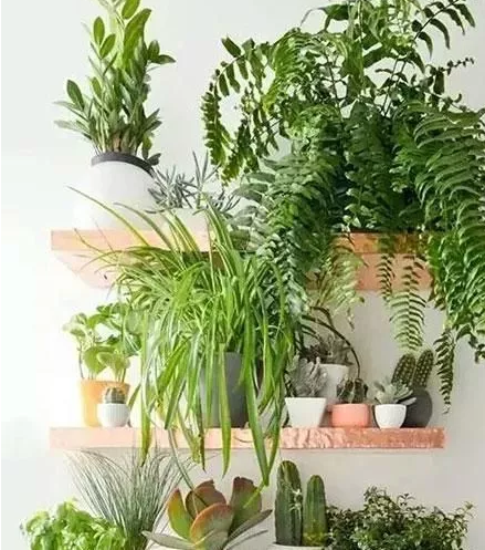 綠植丨每個家庭都需要點綴一些綠植! 綠植丨每個家庭都需要點綴一些綠植!